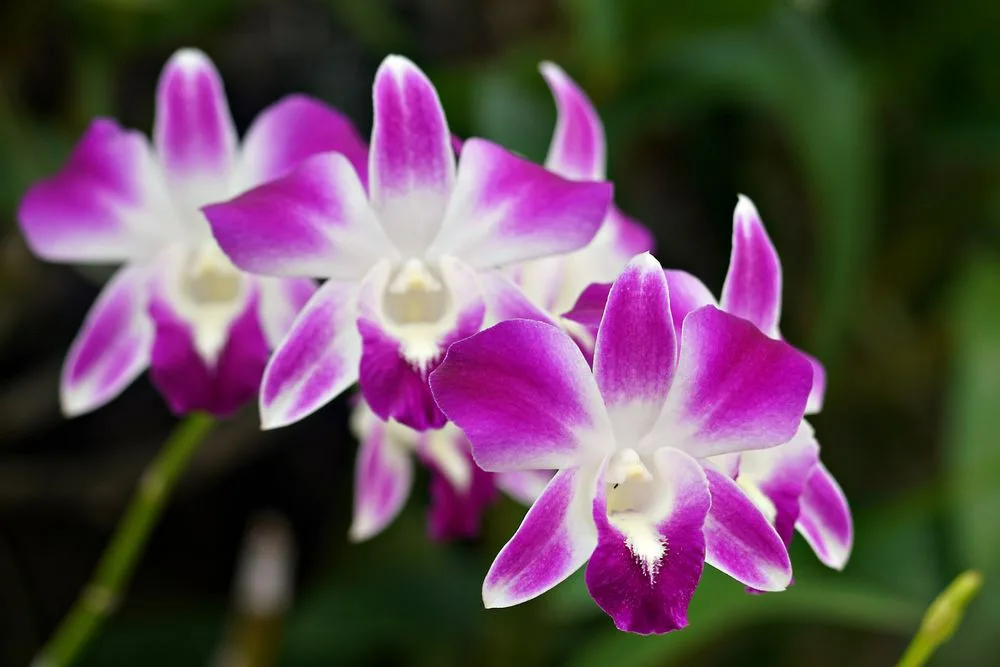 Dendrobium nobile TC Culture — Protocorm Stage